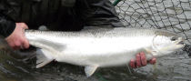 whatcom and skagit fishing photo gallery